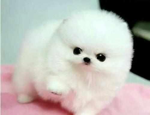 这十种小白狗,哪一种是你的最爱?喜欢第五种的,都是女神