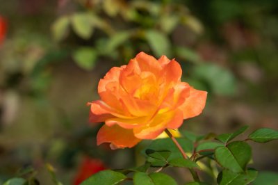 ​月季种植时间