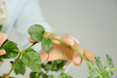 ​春天茉莉什么时候剪枝