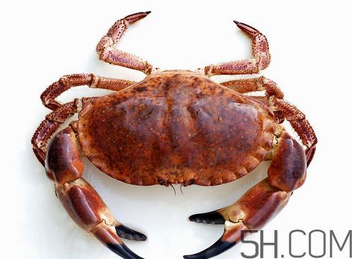 蟹胃能吃吗?蟹胃吃了会怎样? 蟹胃能吃吗?蟹胃吃了会怎样?