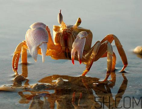 蟹胃能吃吗?蟹胃吃了会怎样? 蟹胃能吃吗?蟹胃吃了会怎样?