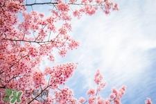 桃花酒孕妇可以喝吗?怀孕了能喝桃花酒吗? 桃花酒孕妇可以喝吗?怀孕了能喝桃花酒吗?