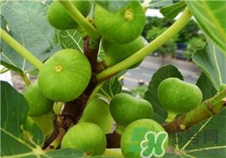 无花果的作用 无花果的功效 无花果的作用 无花果的功效