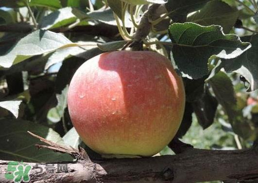 阿克苏苹果什么时候上市?阿克苏苹果几月上市? 阿克苏苹果什么时候上市?阿克苏苹果几月上市?