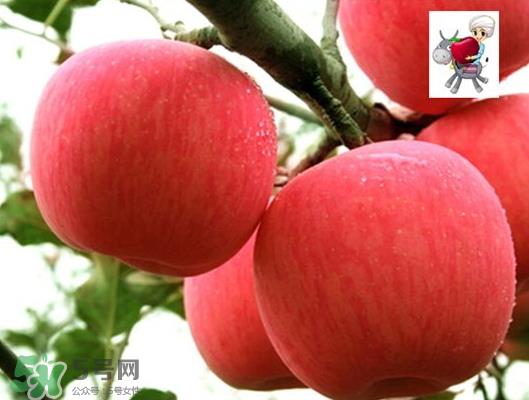 阿克苏苹果什么时候上市?阿克苏苹果几月上市? 阿克苏苹果什么时候上市?阿克苏苹果几月上市?