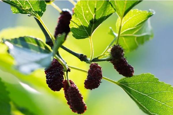 桑葚晒干可以保存多久 桑葚晒干的正确方法 桑葚晒干可以保存多久 桑葚晒干的正确方法