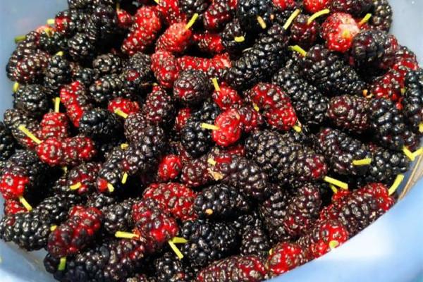 桑葚晒干可以保存多久 桑葚晒干的正确方法 桑葚晒干可以保存多久 桑葚晒干的正确方法