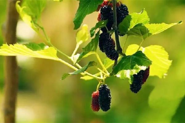 桑葚晒干可以保存多久 桑葚晒干的正确方法 桑葚晒干可以保存多久 桑葚晒干的正确方法