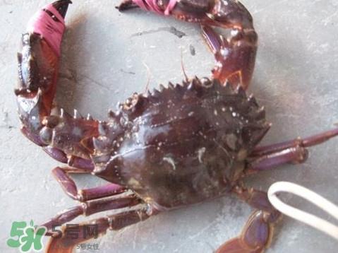 石夹红是青蟹吗?青蟹和石夹红螃蟹的区别 石夹红是青蟹吗?青蟹和石夹红螃蟹的区别