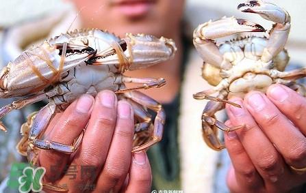 石夹红是青蟹吗?青蟹和石夹红螃蟹的区别 石夹红是青蟹吗?青蟹和石夹红螃蟹的区别