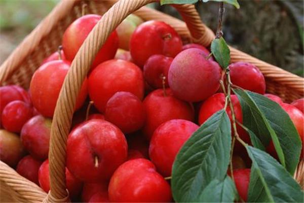 李子糖分高吗 李子怎么吃好 李子糖分高吗 李子怎么吃好