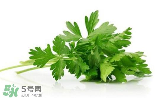 芹菜叶能吃吗?芹菜叶可以吃吗 芹菜叶能吃吗?芹菜叶可以吃吗