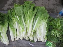 白菜苔的花可以吃吗?白菜苔的花有什么作用 白菜苔的花可以吃吗?白菜苔的花有什么作用