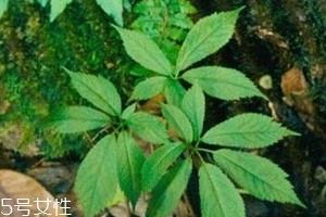 野三七长什么样子图片 