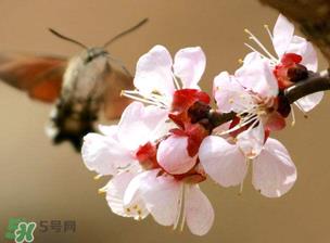 樱桃需要授粉树吗？樱桃需要什么授粉树？