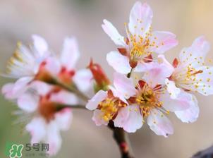 樱桃需要授粉树吗？樱桃需要什么授粉树？