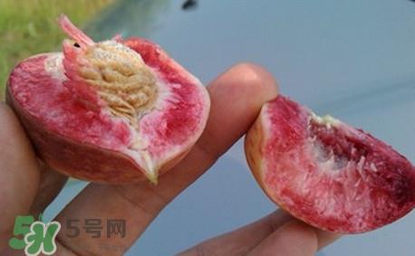 中华血桃什么时候成熟？中华血桃产地在哪儿