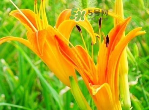 新鲜黄花菜怎么处理？干黄花菜怎么处理