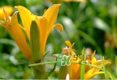 ​新鲜黄花菜怎么处理？干黄花菜怎么处理