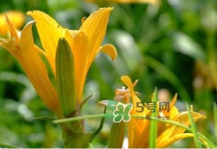 新鲜黄花菜怎么处理？干黄花菜怎么处理