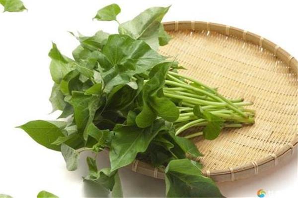 红薯叶糖尿病人可以吃吗 红薯叶什么人不宜吃 红薯叶糖尿病人可以吃吗 红薯叶什么人不宜吃