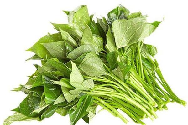 红薯叶糖尿病人可以吃吗 红薯叶什么人不宜吃 红薯叶糖尿病人可以吃吗 红薯叶什么人不宜吃