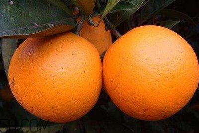 ​冰糖橙可以治咳嗽吗？盐蒸橙子快速治咳嗽