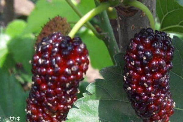 桑葚变酸了还能吃吗 分情况而定