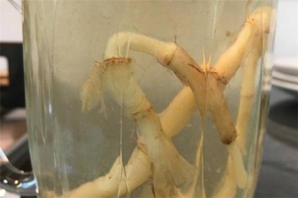 鱼腥草泡水一次泡多少 鱼腥草泡水喝多久见效