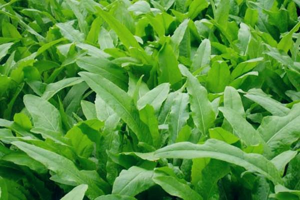 油麦菜和什么不能一起吃 油麦菜和什么搭配好