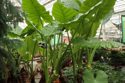 ​滴水观音怎么养殖