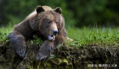 ​银背大猩猩能与老虎匹敌先打赢这种排名第四的猫科动物再说
