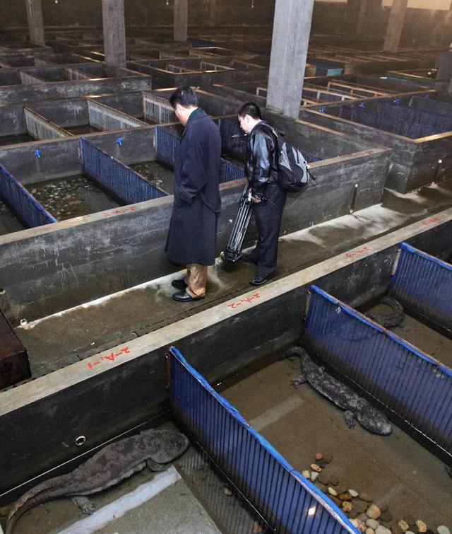 曾卖到2000元一斤,想吃还得预约,如今跌到60元,依旧没人吃