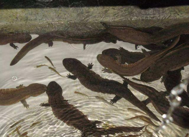 曾卖到2000元一斤,想吃还得预约,如今跌到60元,依旧没人吃