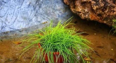 ​农村这种“韭菜”，见了抓紧绕道走，乱碰当心“吃牢饭”！