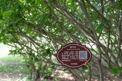 ​栀子花幼苗怎么修剪