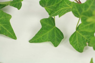 ​常春藤怎么施肥，这样做效果超好！