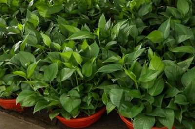 ​怎么判断绿萝缺不缺水