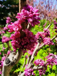 ​紫荆树几月扦插