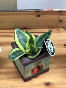 ​冬季如何防止虎尾兰腐烂