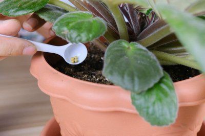 ​非洲堇需要阳光吗