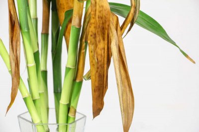 ​富贵竹水老是臭怎么办，用多菌灵消毒可以吗