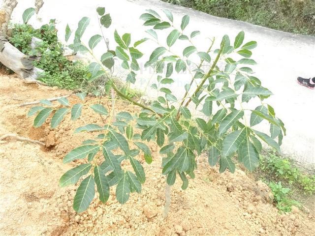 乌榄,见过吗?根舒筋活络,祛风祛湿;叶清热解毒,消肿止痛