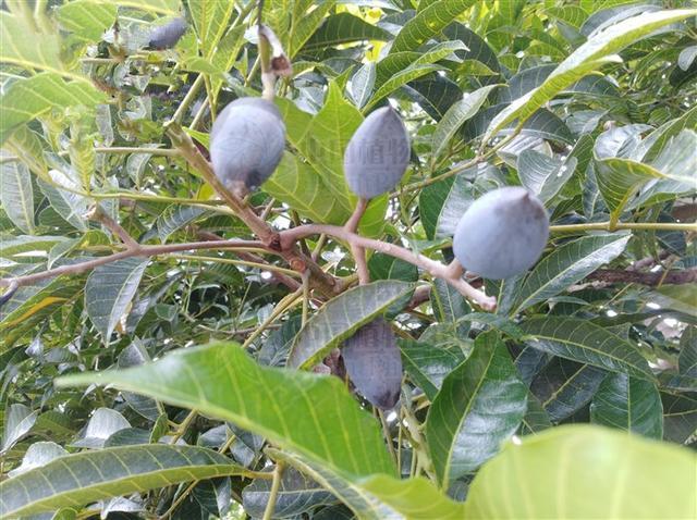 乌榄,见过吗?根舒筋活络,祛风祛湿;叶清热解毒,消肿止痛