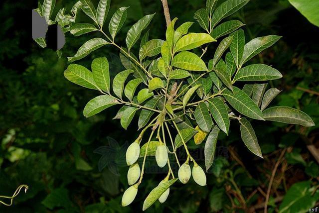 乌榄,见过吗?根舒筋活络,祛风祛湿;叶清热解毒,消肿止痛