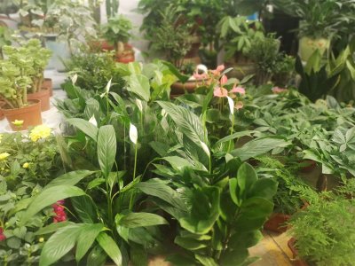 ​一帆风顺花适合放在哪里