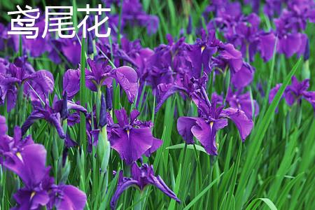 鸢尾花 鸢尾花