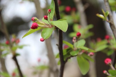 ​家里养海棠花不吉利真的吗