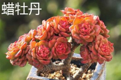 ​蜡牡丹和蒂亚的区别