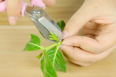 ​长春花换盆注意事项